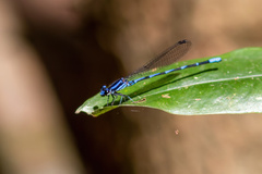 Argia oculata