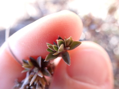Pimelea