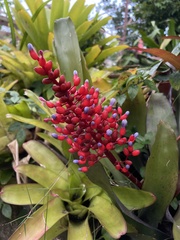 Aechmea fulgens