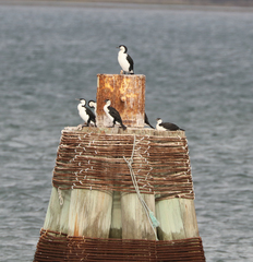 Phalacrocorax fuscescens