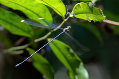 Mecistogaster linearis