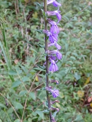 Lobelia puberula