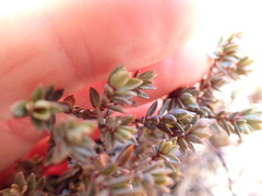Pimelea