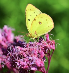 Colias philodice