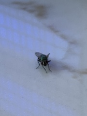 Chrysomya rufifacies