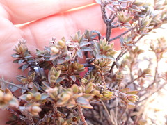 Pimelea