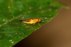 Semiotus serraticornis