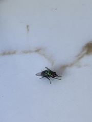 Chrysomya rufifacies