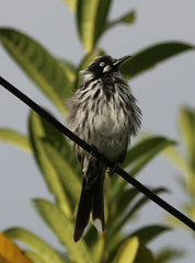 Phylidonyris novaehollandiae