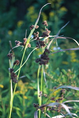 Scirpus atrovirens