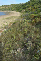 Phyllanthus fuernrohrii