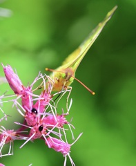 Colias philodice