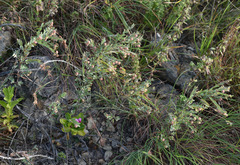 Phyllanthus fuernrohrii