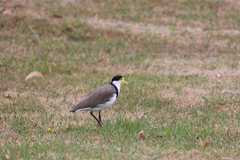 Vanellus miles novaehollandiae