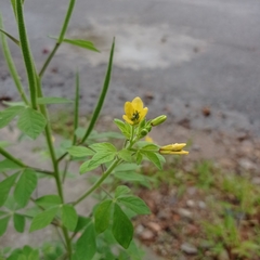 Cleome viscosa