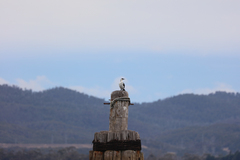 Phalacrocorax fuscescens