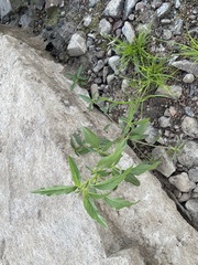 Cyperus brevifolius