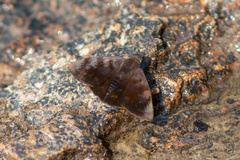 Pellicia
