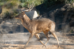 Rusa timorensis
