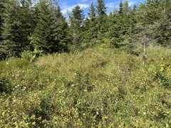 Eriophorum virginicum
