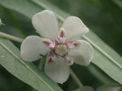 Gomphocarpus