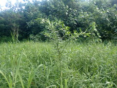 Gomphocarpus