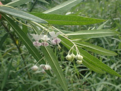 Gomphocarpus