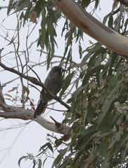 Anthochaera chrysoptera