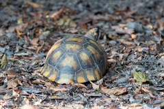 Chelonoidis denticulatus