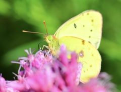 Colias philodice