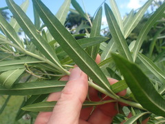 Gomphocarpus