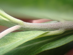 Gomphocarpus