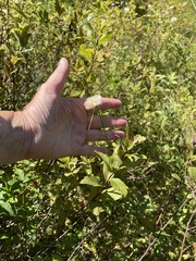 Eriophorum virginicum