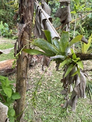 Catopsis sessiliflora