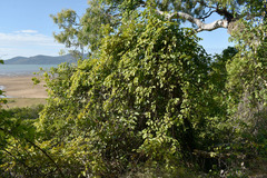 Cryptostegia grandiflora