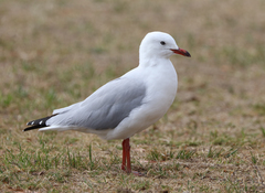 Chroicocephalus novaehollandiae