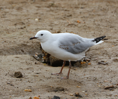 Chroicocephalus novaehollandiae