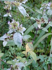 Pycnanthemum incanum