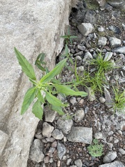 Cyperus brevifolius