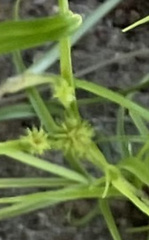 Cyperus brevifolius