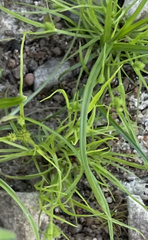 Cyperus brevifolius