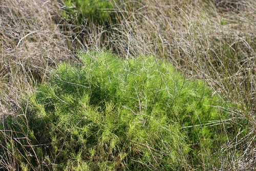 Dill-Leaved Groundsel (Senecio pinnatifidus)