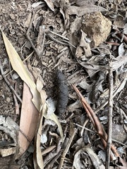 Tachyglossus aculeatus