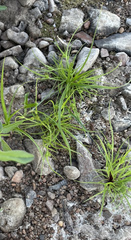Cyperus brevifolius