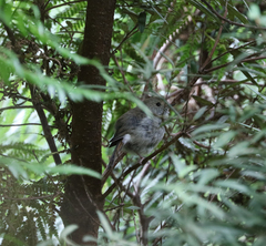 Acanthiza pusilla