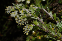 Artemisia genipi