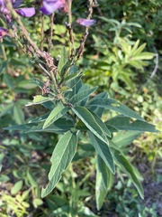 Desmodium canadense