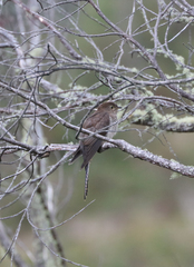 Cacomantis flabelliformis