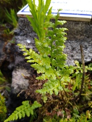 Asplenium billotii