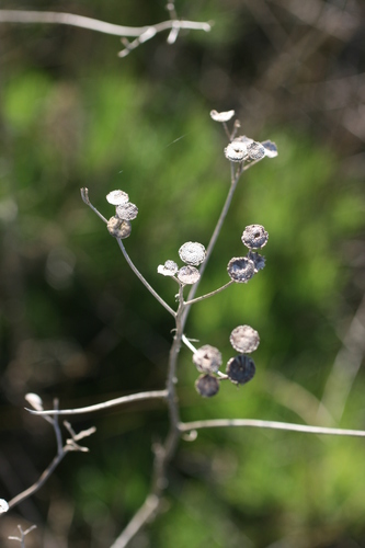 Image of Senecio pinnatifidus by (c) Jacques van der Merwe, some rights reserved (CC BY-SA)